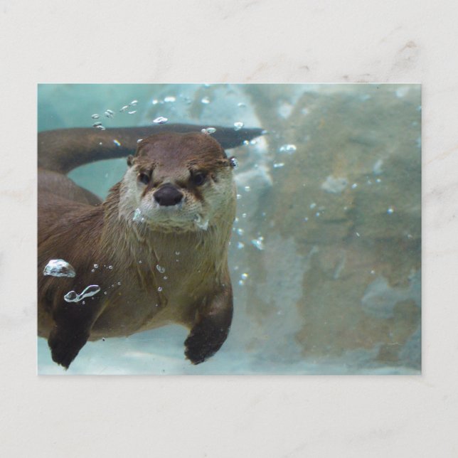 A cute Brown otter swimming in a clear blue pool Postcard (Front)
