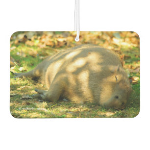 A Cute Capybara Dreams in the Summer Sun Car Air Freshener