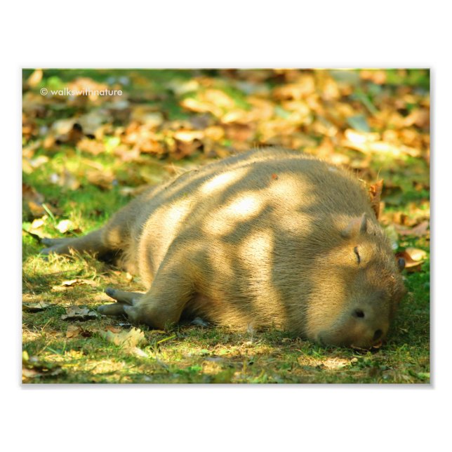 A Cute Capybara Dreams in the Summer Sun Photo Print (Front)