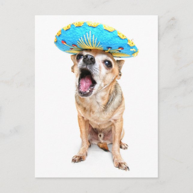 A Cute Chihuahua In A Halloween Costume Postcard (Front)