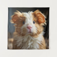 A cute curly Texels guinea pig with soft fur