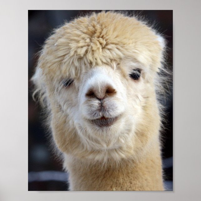 A cute fluffy face of an alpaca      poster (Front)