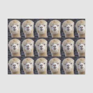 A cute fluffy face of an alpaca tissue paper