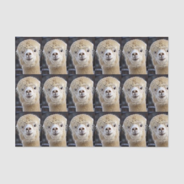 A cute fluffy face of an alpaca         tissue paper (Front)