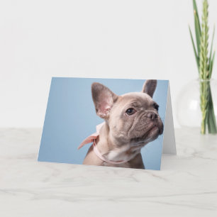 A Cute French Bulldog Card