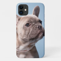 A Cute French Bulldog