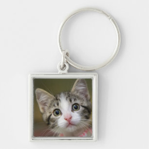 A cute kitten with green eyes keychain