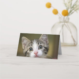 A cute kitten with green eyes place card