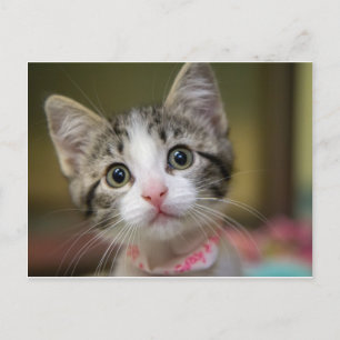A cute kitten with green eyes postcard
