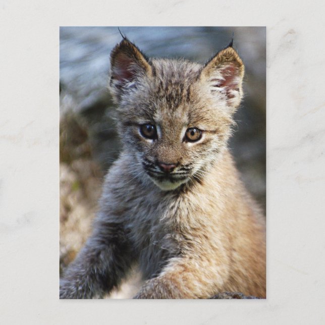 A Cute Little Canadian Lynx Kitten Postcard (Front)