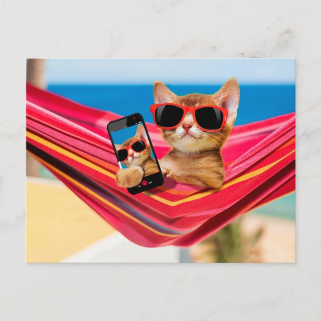 A cute little cat was lying in a hammock postcard (Front)