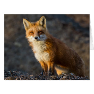 A Cute Little Fox
