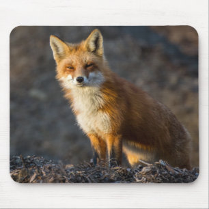 A Cute Little Fox Mouse Pad