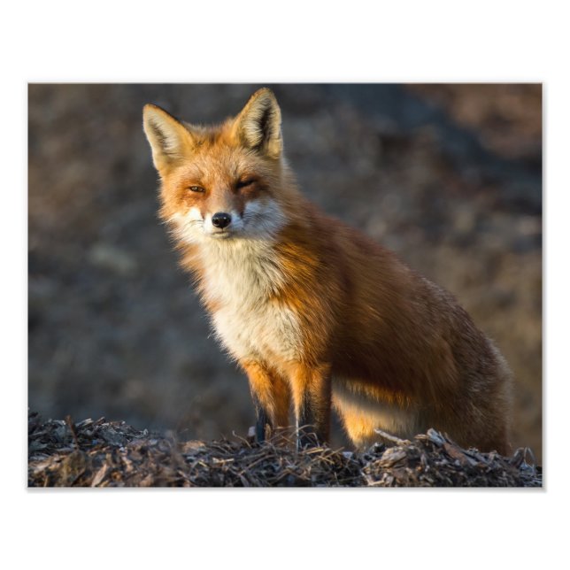A Cute Little Fox Photo Print (Front)