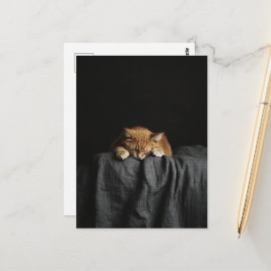 A Cute Sleepy Ginger Kitty on black Postcard