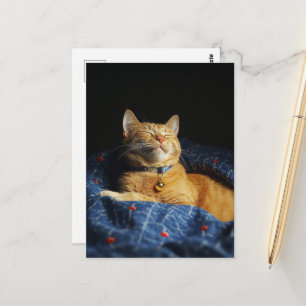 A Cute Sleepy Ginger Kitty Postcard