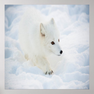 A cute small white arctic fox walking in snow poster