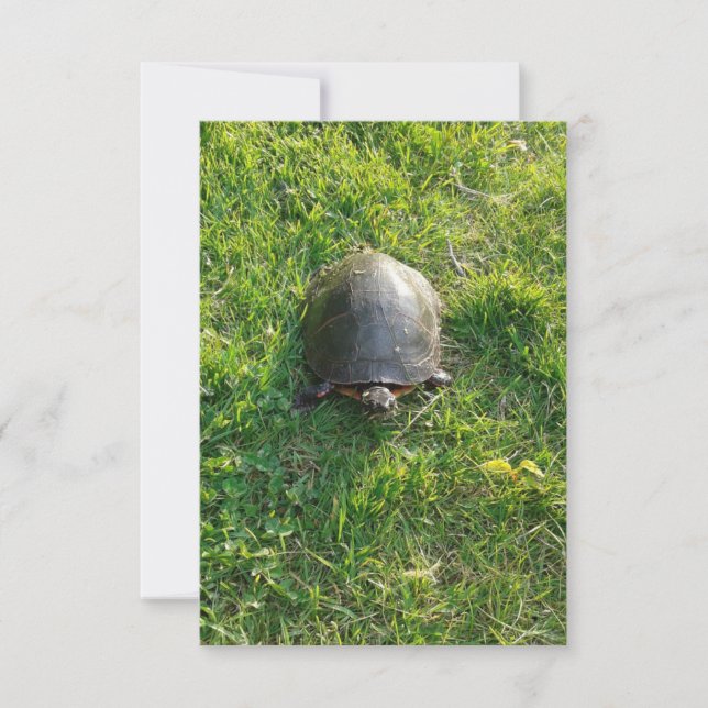 A Cute Turtle in the Park Blank Flat Card (Front)