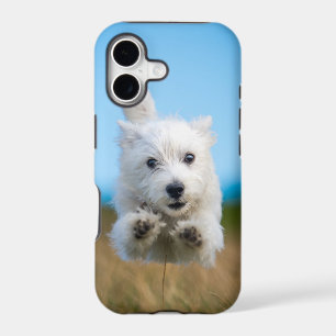 A Cute West Highland Terrier Puppy Running