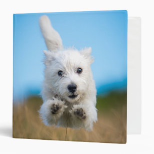 A Cute West Highland Terrier Puppy Running Binder
