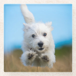 A Cute West Highland Terrier Puppy Running Glass Coaster