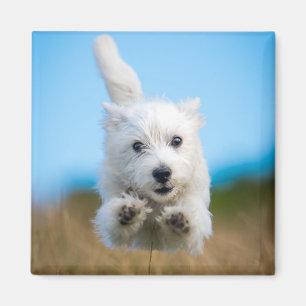 A Cute West Highland Terrier Puppy Running Magnet