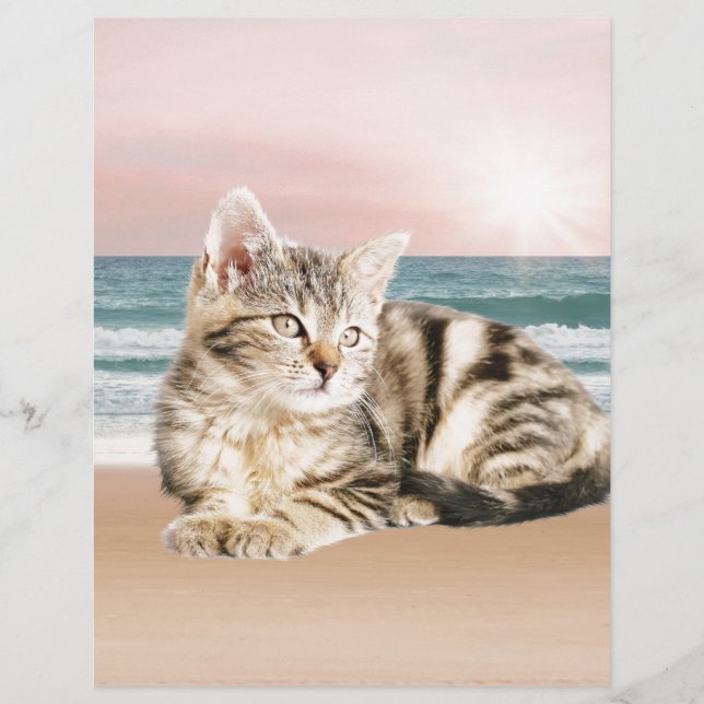 A Cuter Striped Cat Sitting on Beach with sunset (Front)