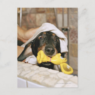 A dachshund being bathed. postcard