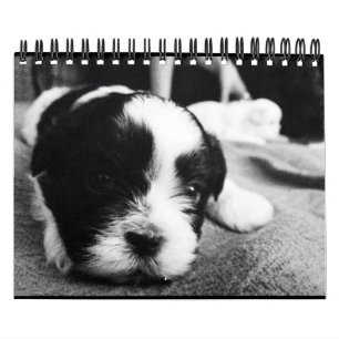 A Daily Dose of Panda Calendar