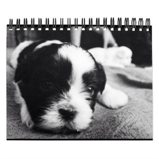 A Daily Dose of Panda Calendar