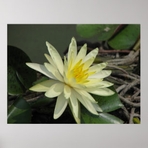 A Day at the Pond Poster