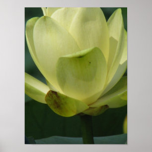 A day at the pond series poster