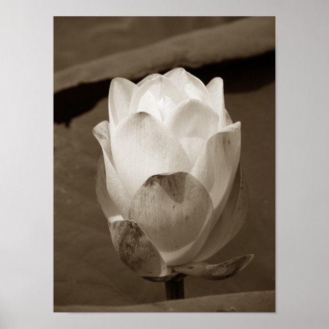 A Day at the Pond Series Poster (Front)