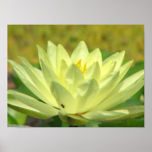 A Day at the Pond Series Poster