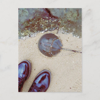 "A Day At The Seaside" - Horseshoe Crab Postcard