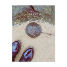 "A Day At The Seaside" - Horseshoe Crab