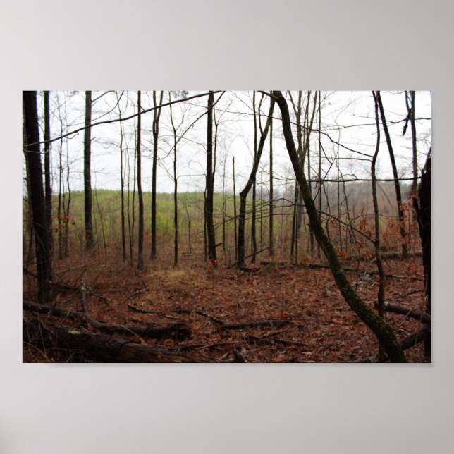 A Day in the Woods Poster (Front)