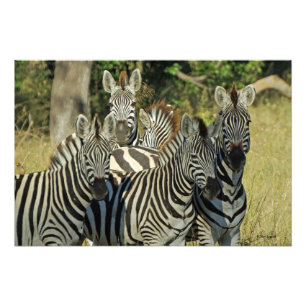 A DAZZLE OF ZEBRAS PHOTO PRINT