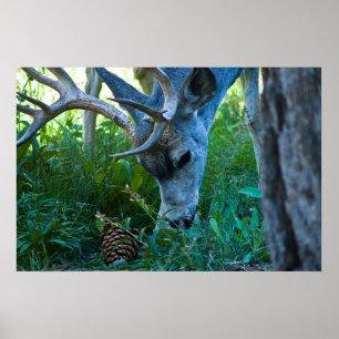 A deer grazing 1 poster