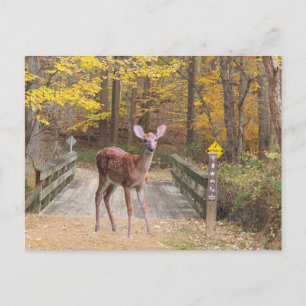 A deer in the park holiday postcard