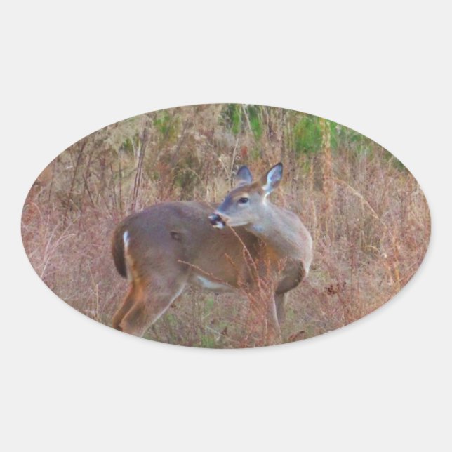 A Deer in the Tall Grass Oval Sticker (Front)