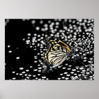 A delicate butterfly with drops of dew