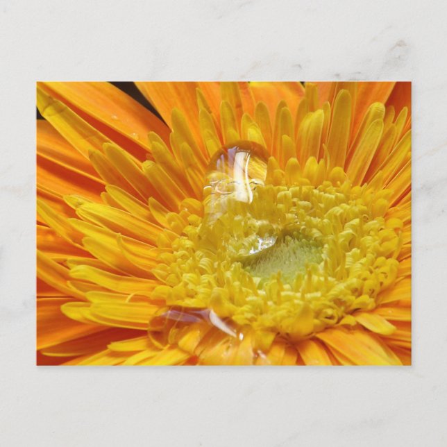 A Delicate Drop Postcard (Front)