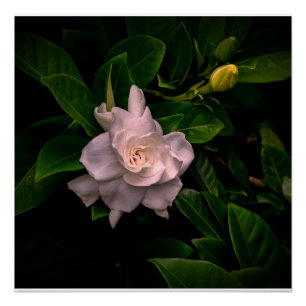 A delicate white flower blooms poster