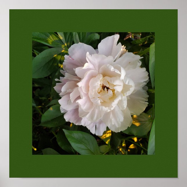 A delicate white peony poster (Front)