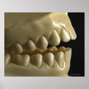 A dental model poster