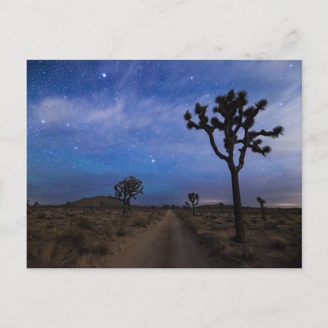 A Desert Road and Joshua Trees at Night Postcard (Front)