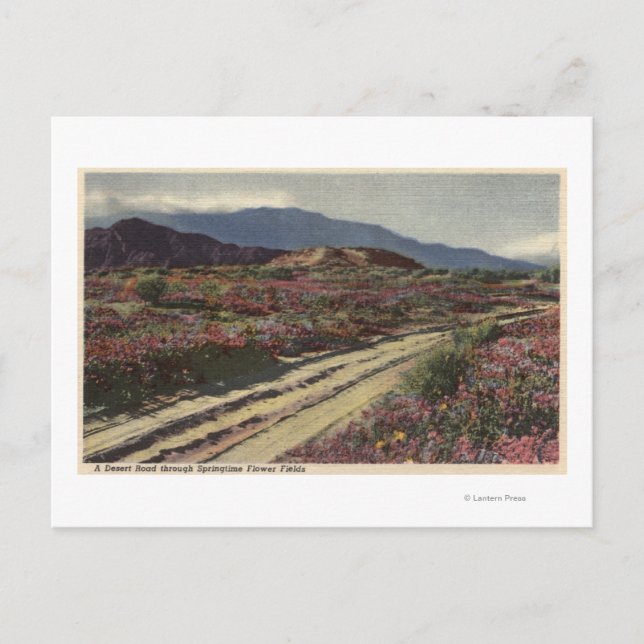 A Desert Road through Springtime Flower Fields Postcard (Front)