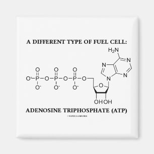 A Different Type Of Fuel Cell (ATP) Magnet