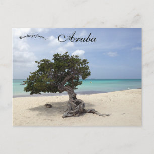 A Divi Divi Tree on Eagle Beach in Aruba Postcard